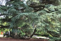 The amazing Blue Atlas Cedar at Morris Arboretum.