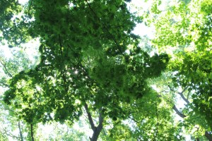 The play of light in the woods at Abington Art Center.
