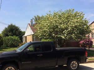 The only flowering tree that I came across.