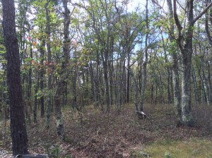 A portion of Hawksnest State Park's forest.